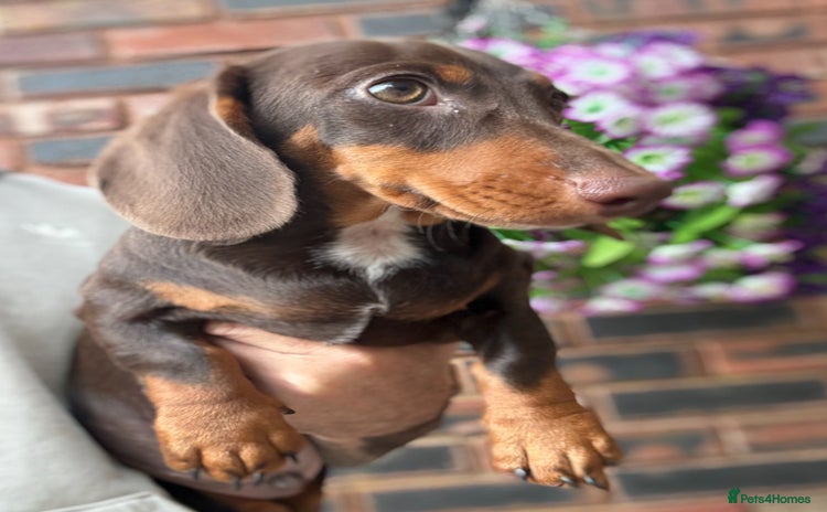 Miniature Dachshund dogs - Advert 5