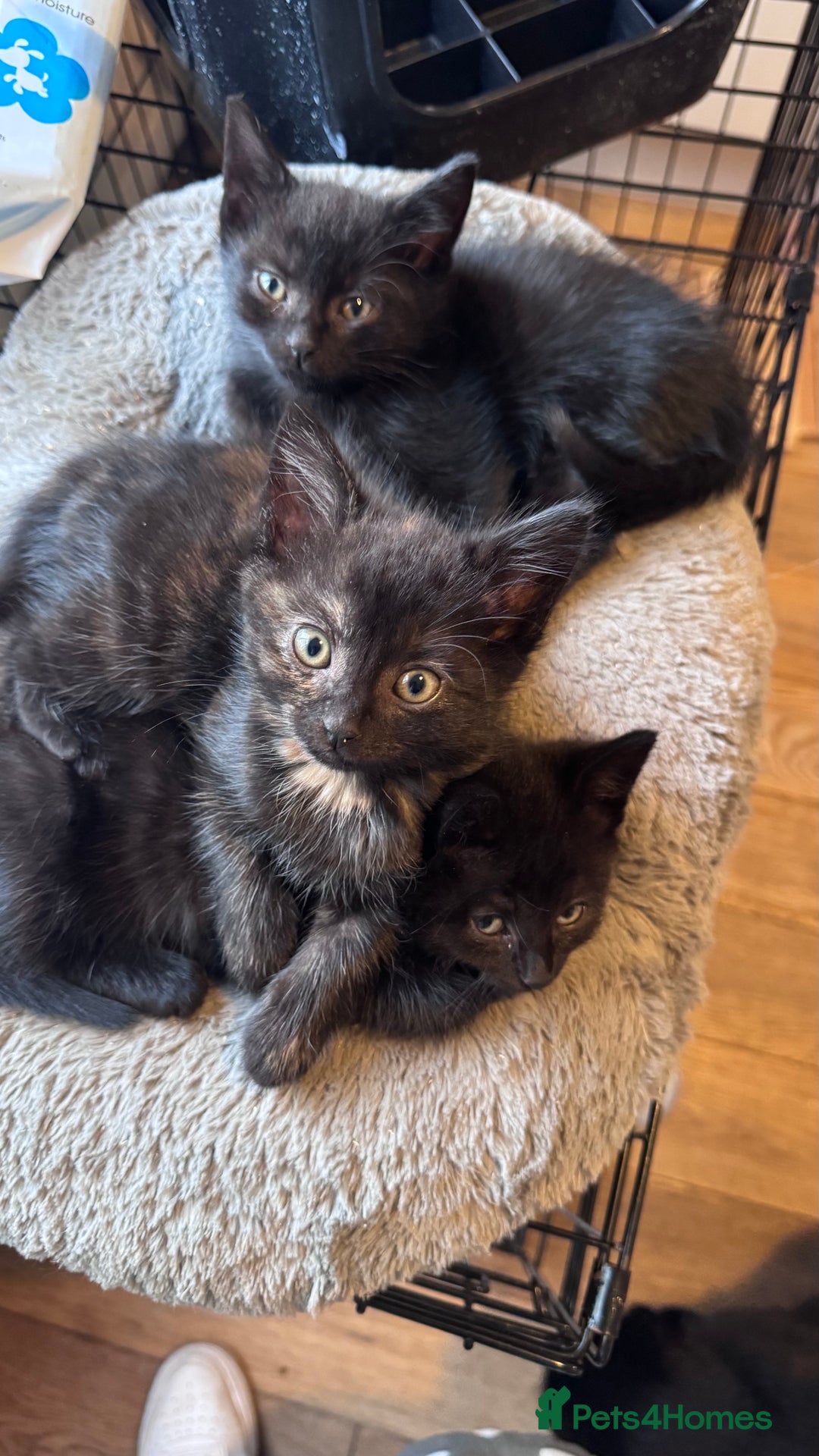 Mixed Breed cats for sale: Adorable Kittens Ready for Their Forever Homes🐾 - Image 9