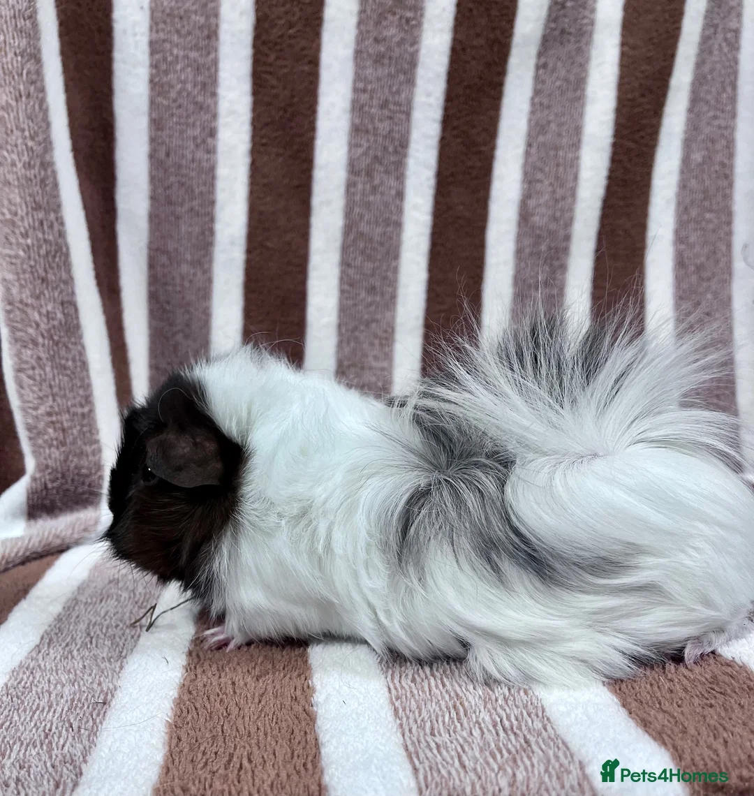 Guinea Pig rodents for sale: Female guinea pigs  - Advert 2