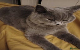 Mixed Breed cats for sale: Two indoor females seeking loving home together  - Image 7