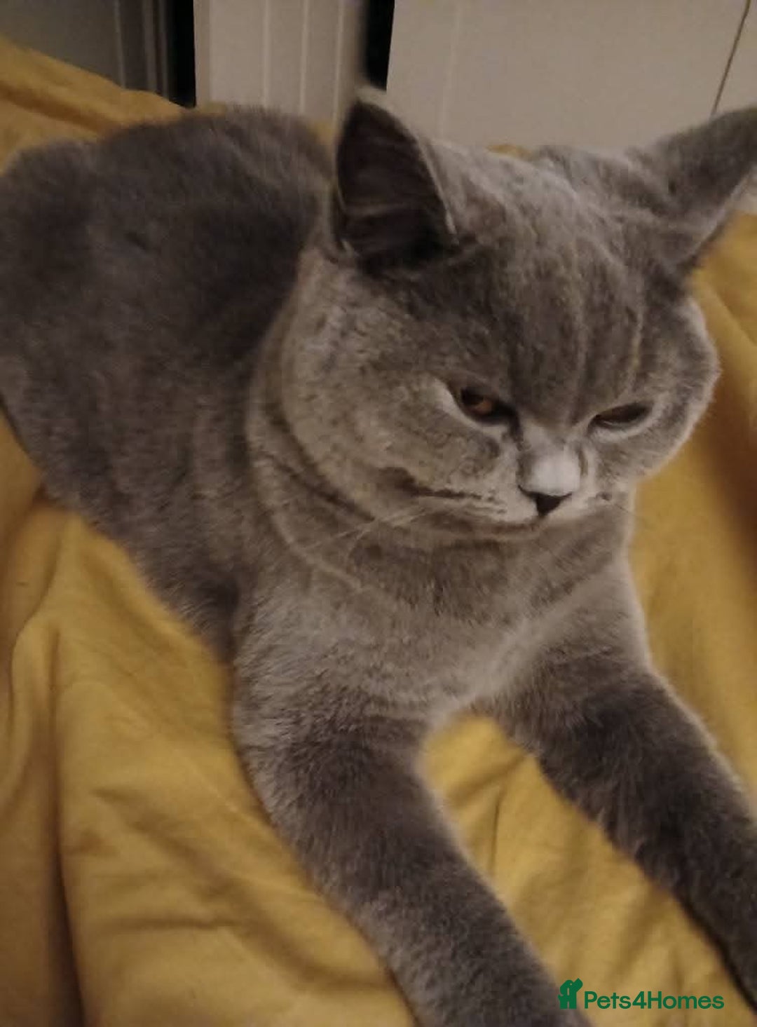 Mixed Breed cats for sale: Two indoor females seeking loving home together  - Image 7