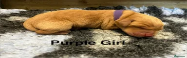 Purple - Girl