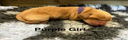 Labrador Retriever dogs for sale: Beautiful KC Labrador Puppy-only 1 black girl left - Advert 11