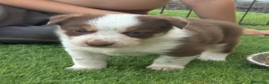 Border Collie 2