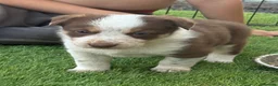 Border Collie dogs for sale: DNA CLEAR BORDER COLLIES  - Advert 8