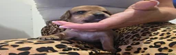 Mixed Breed dogs for sale: Stunning JR / Dachshund Pups - Advert 19