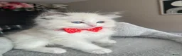Ragdoll cats for sale: Registered Ragdoll kittens for sale - Advert 19