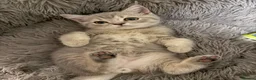 British Shorthair cats for sale: Beautiful British Shorthair Kittens  - Advert 10