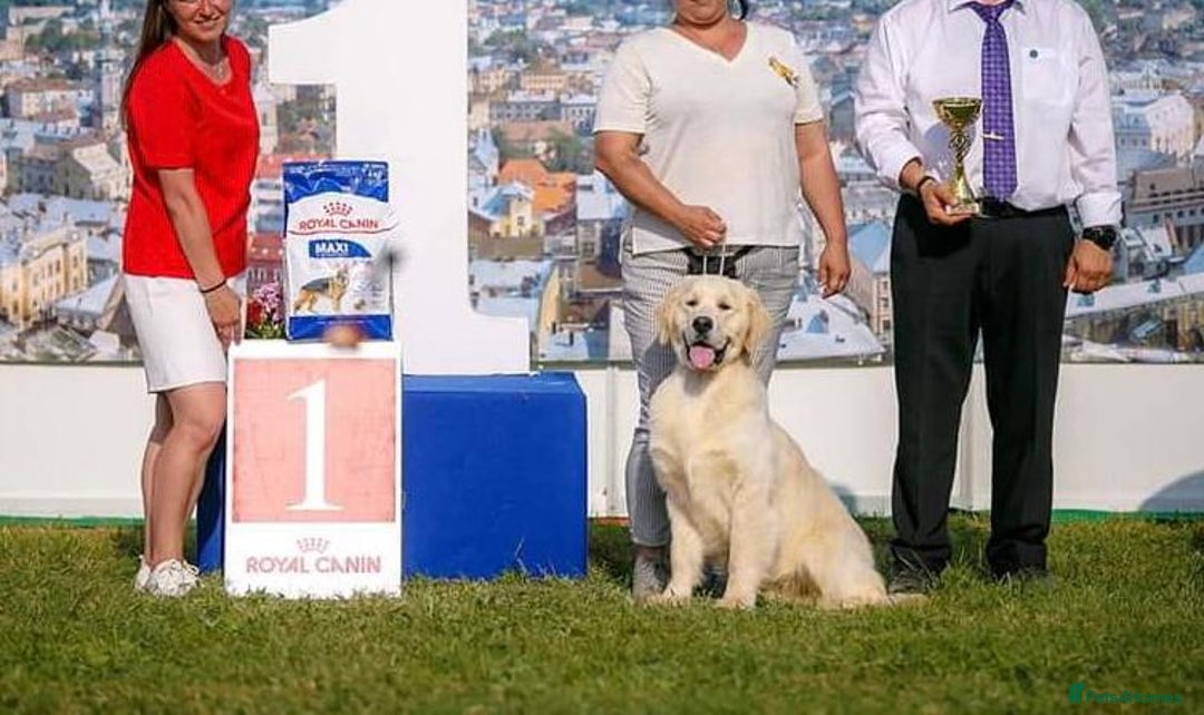 Golden Retriever dogs for sale: 35*GEN KC/FCI Dad Champion Health Certificated - Advert 2