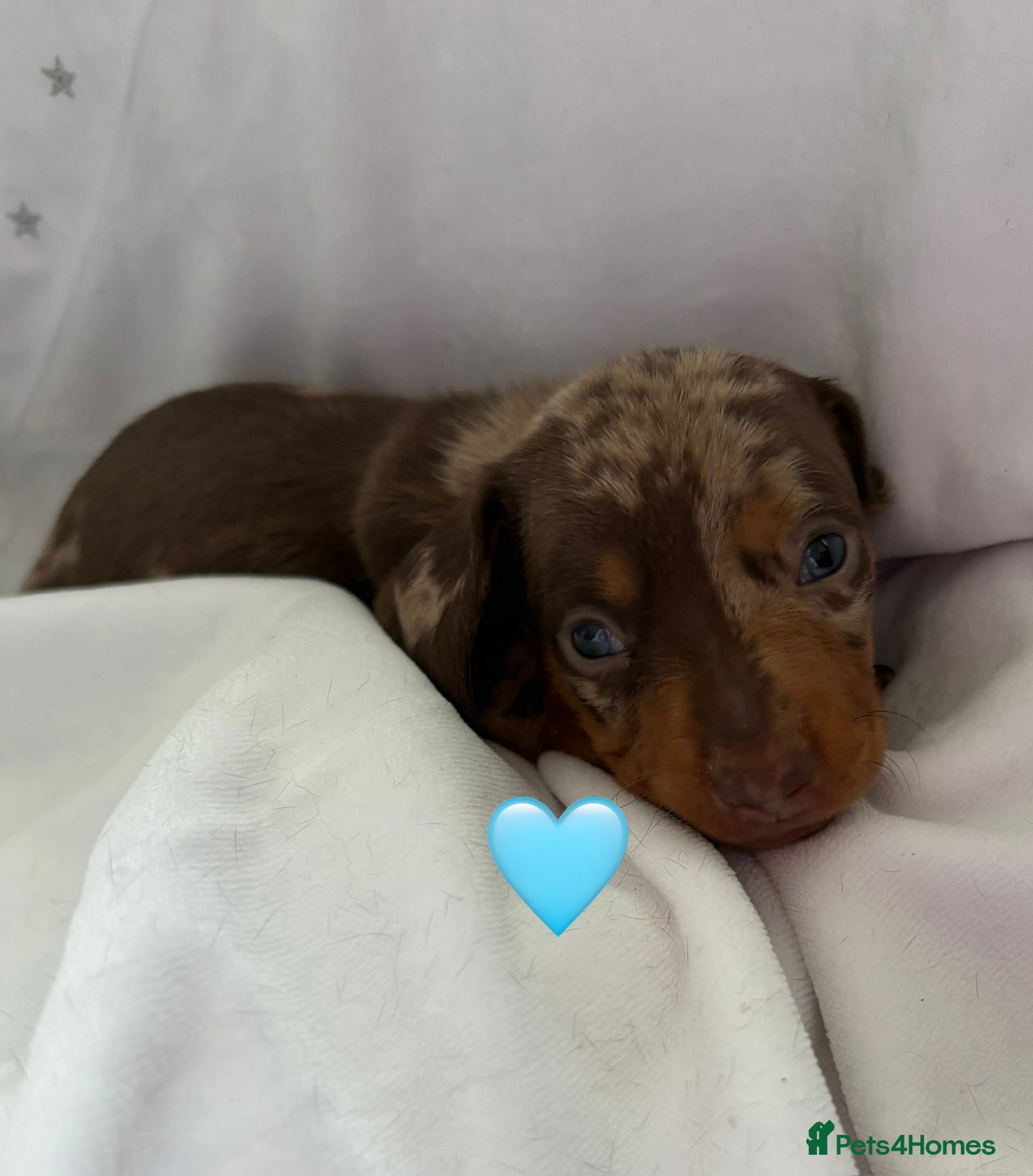 Miniature Dachshund dogs 3 Stunning Miniature Dachshund Puppies Left - Advert 19