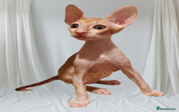 Cornish Rex cats for sale: Cornish Rex kittens available to reserve. - Image 11