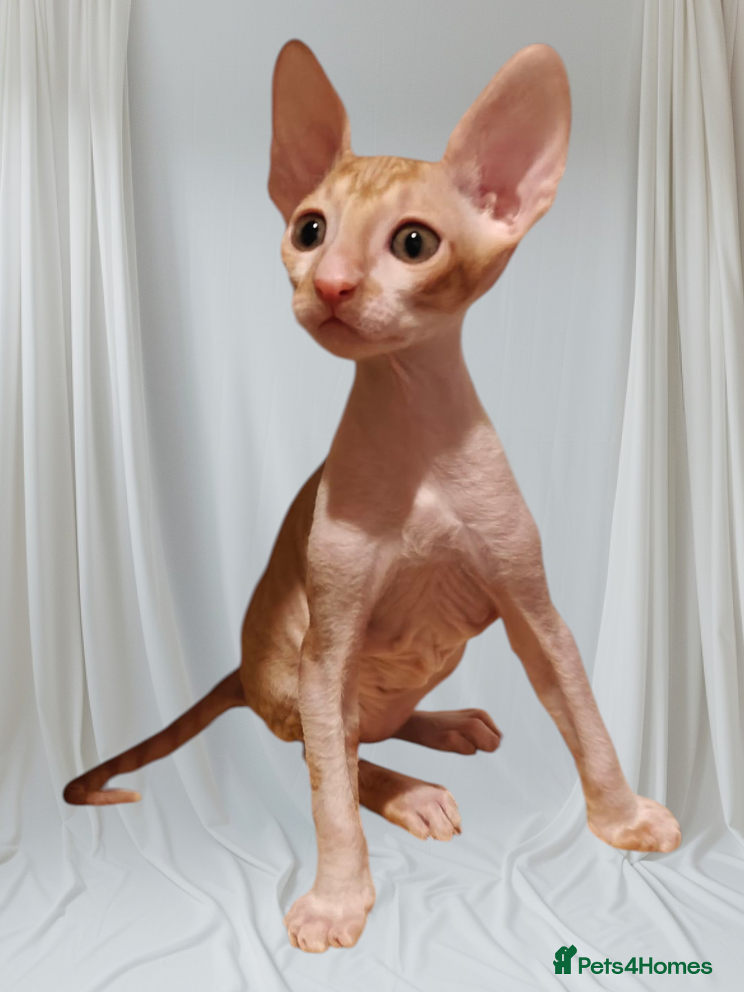 Cornish Rex cats for sale: Cornish Rex kittens available to reserve. - Image 11
