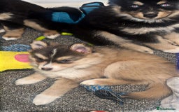 Pomsky dogs for sale: Family-Raised Pomsky Pups - Advert 24