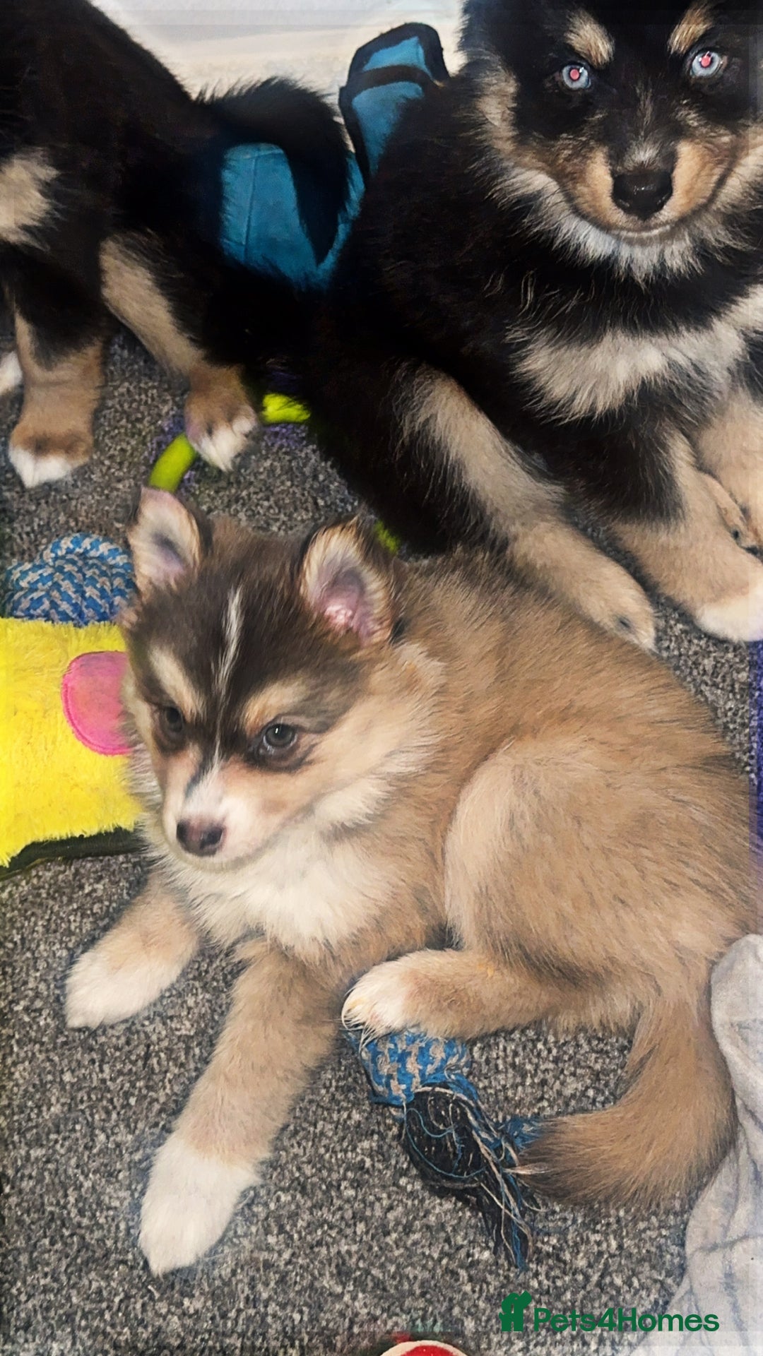 Pomsky dogs for sale: Family-Raised Pomsky Pups - Advert 24