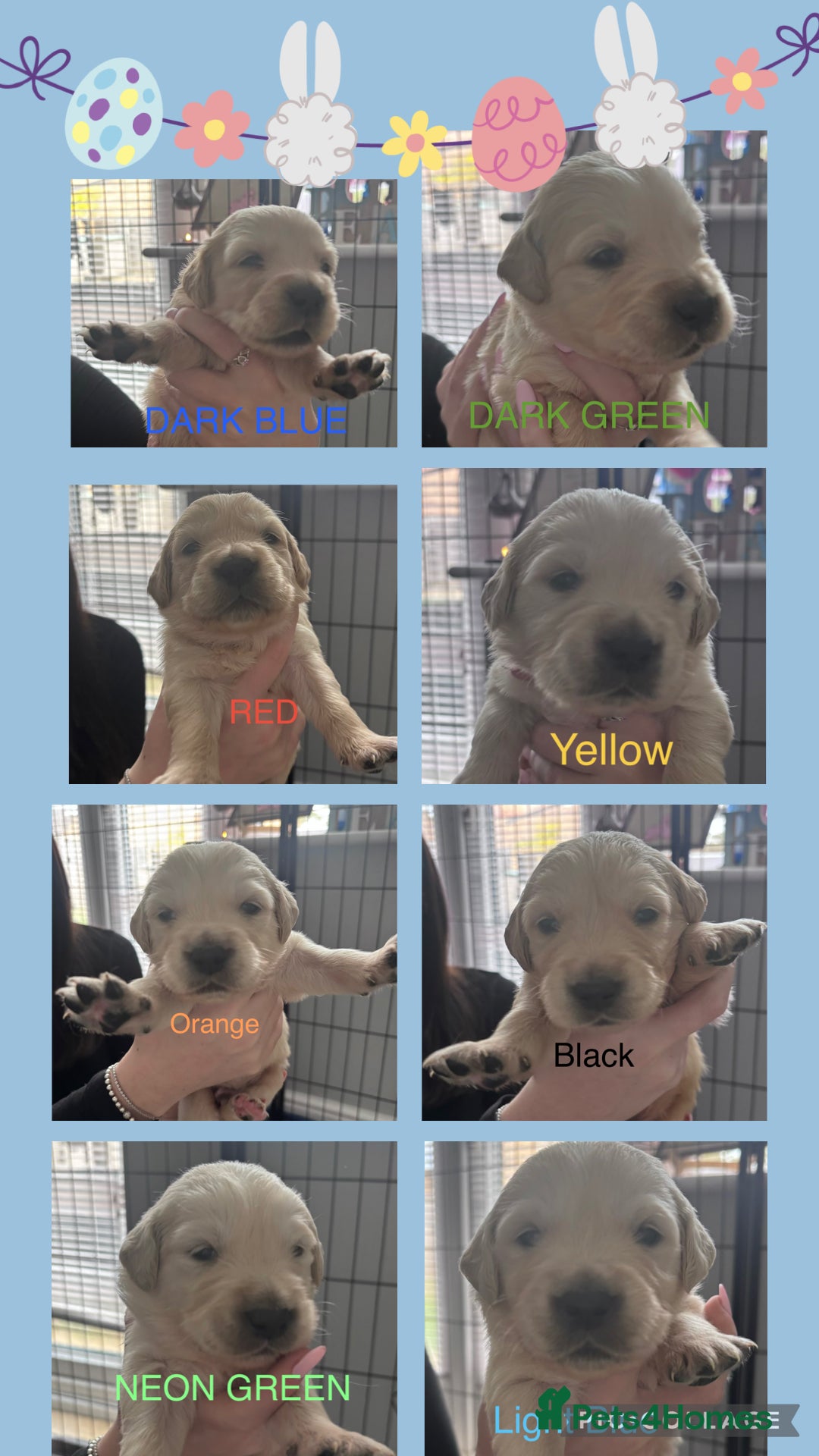 Golden Retriever dogs 🐾 KC Registered Golden Retriever Puppies.  - Advert 1