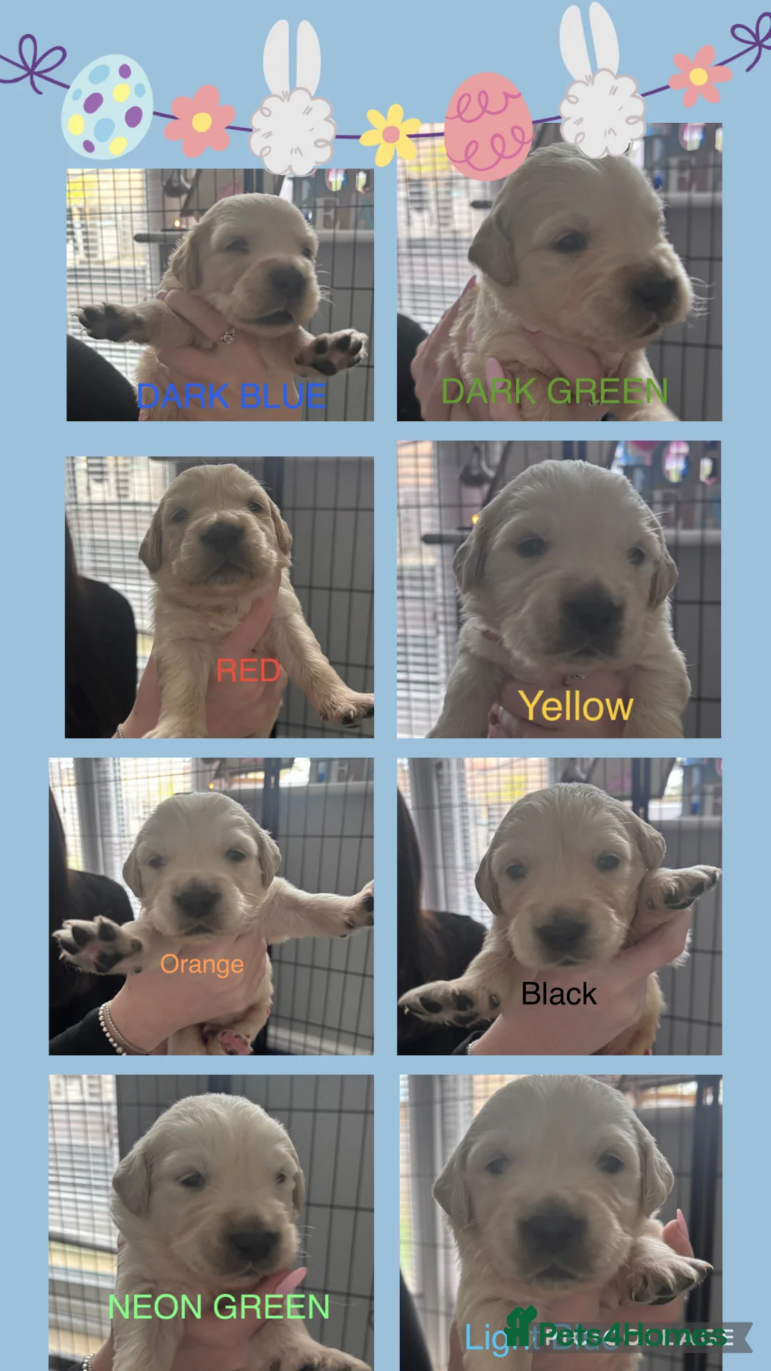 Golden Retriever dogs for sale: 🐾 KC Registered Golden Retriever Puppies.  - Advert 2