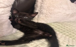 Bengal cats for sale: Mixed Breed Kittens  - Image 9