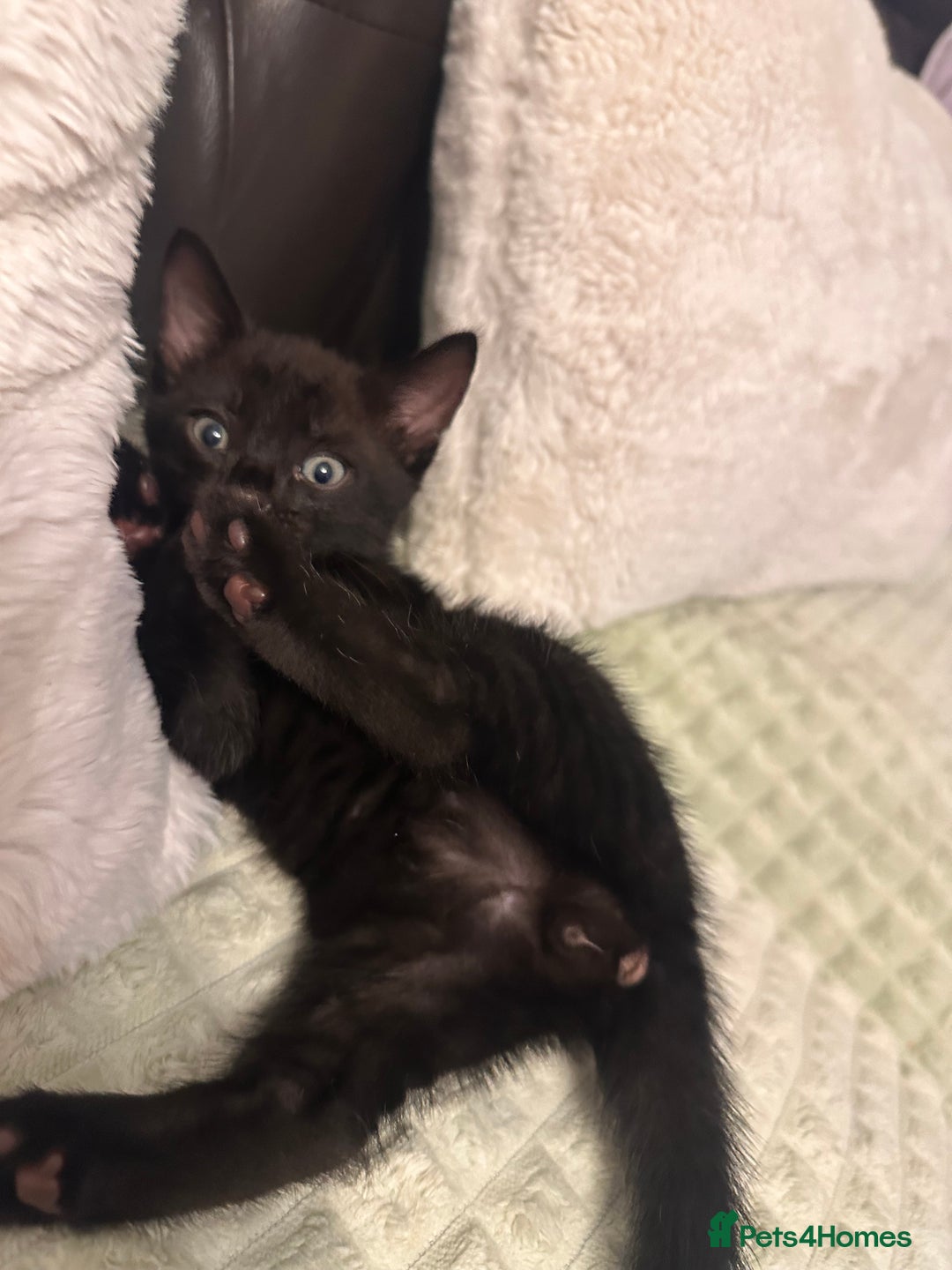 Bengal cats for sale: Mixed Breed Kittens  - Image 9