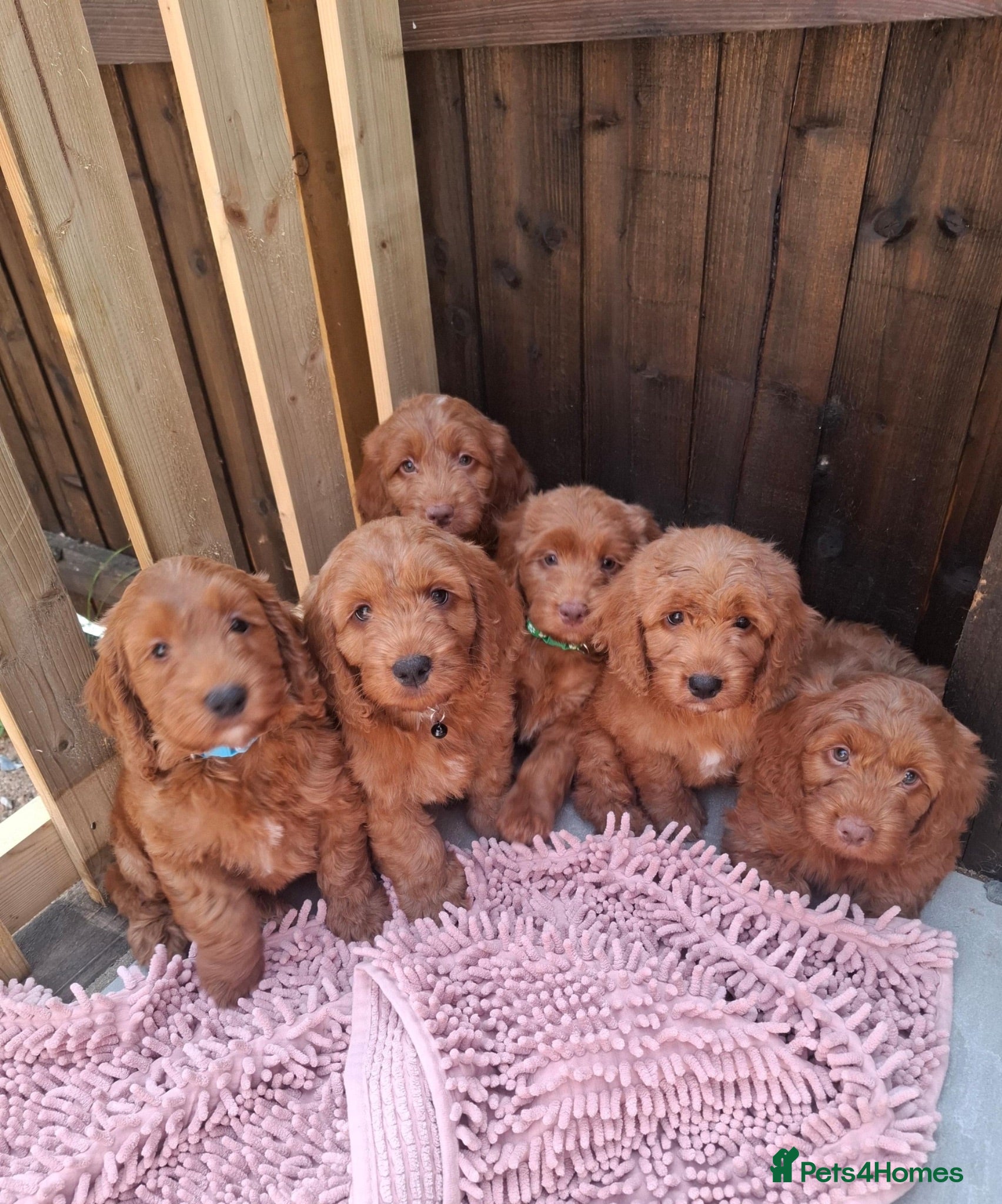 Cockapoo dogs RED COCKERPOO pups F1 - Advert 2