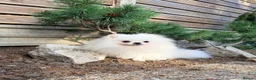 Pomeranian dogs for sale: SUPER TINY WHITE POMERANIAN BOY - Advert 34