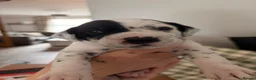 Mixed Breed dogs for sale: Stunning litter of Dalmatian Boxer mix - Advert 11