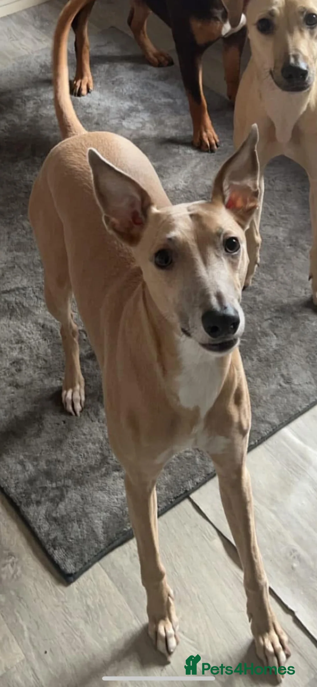 Mixed Breed dogs for sale: Bull grayhound learchers  in Leek - Advert 2