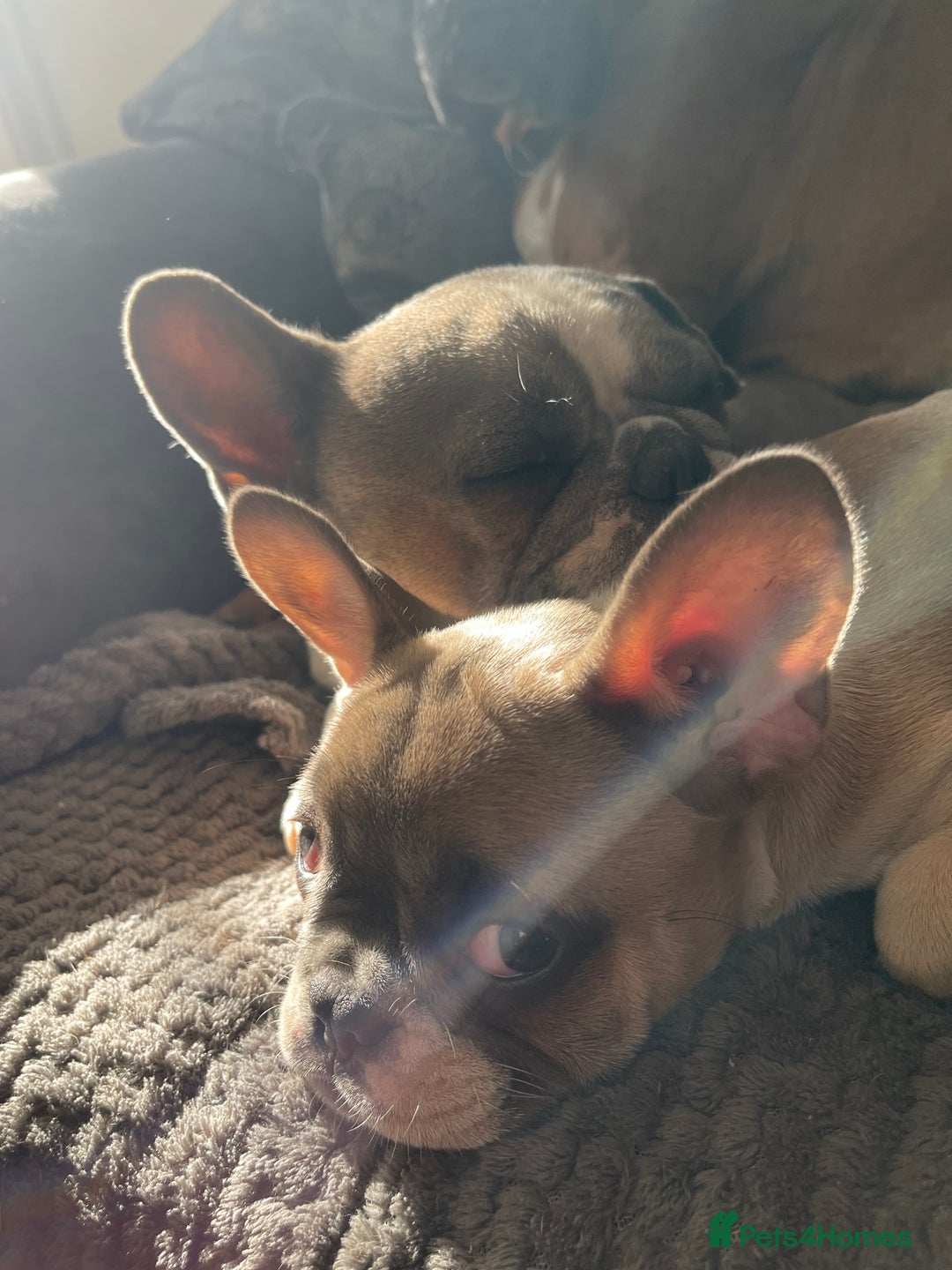 French Bulldog dogs for sale: French bulldog - Advert 1