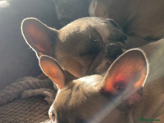 French Bulldog dogs French bulldog - Advert 1