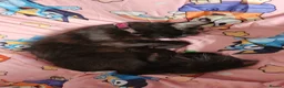 Norwegian Forest Cat cats for sale: Meet Mavis♡ - Advert 5