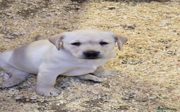Labrador Retriever dogs for sale: Big chunky Labrador Boy - Image 1