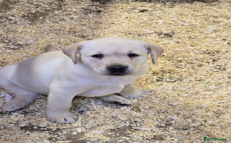 Labrador Retriever dogs - Advert 11