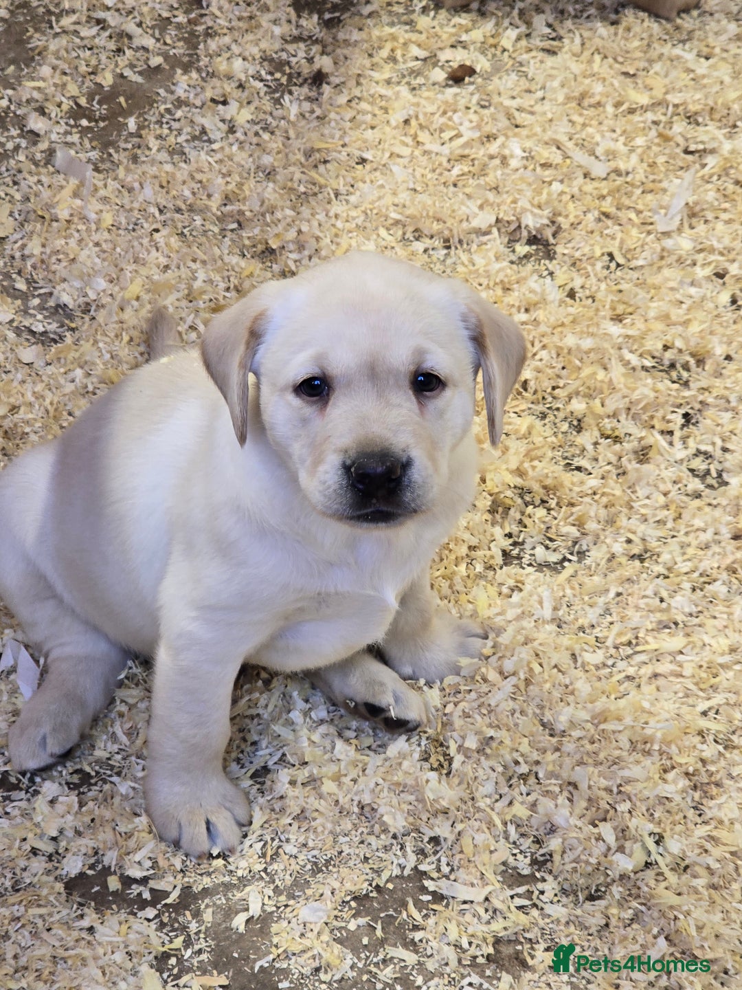 Labrador Retriever dogs for sale: Big chunky Labrador Boy - Image 1