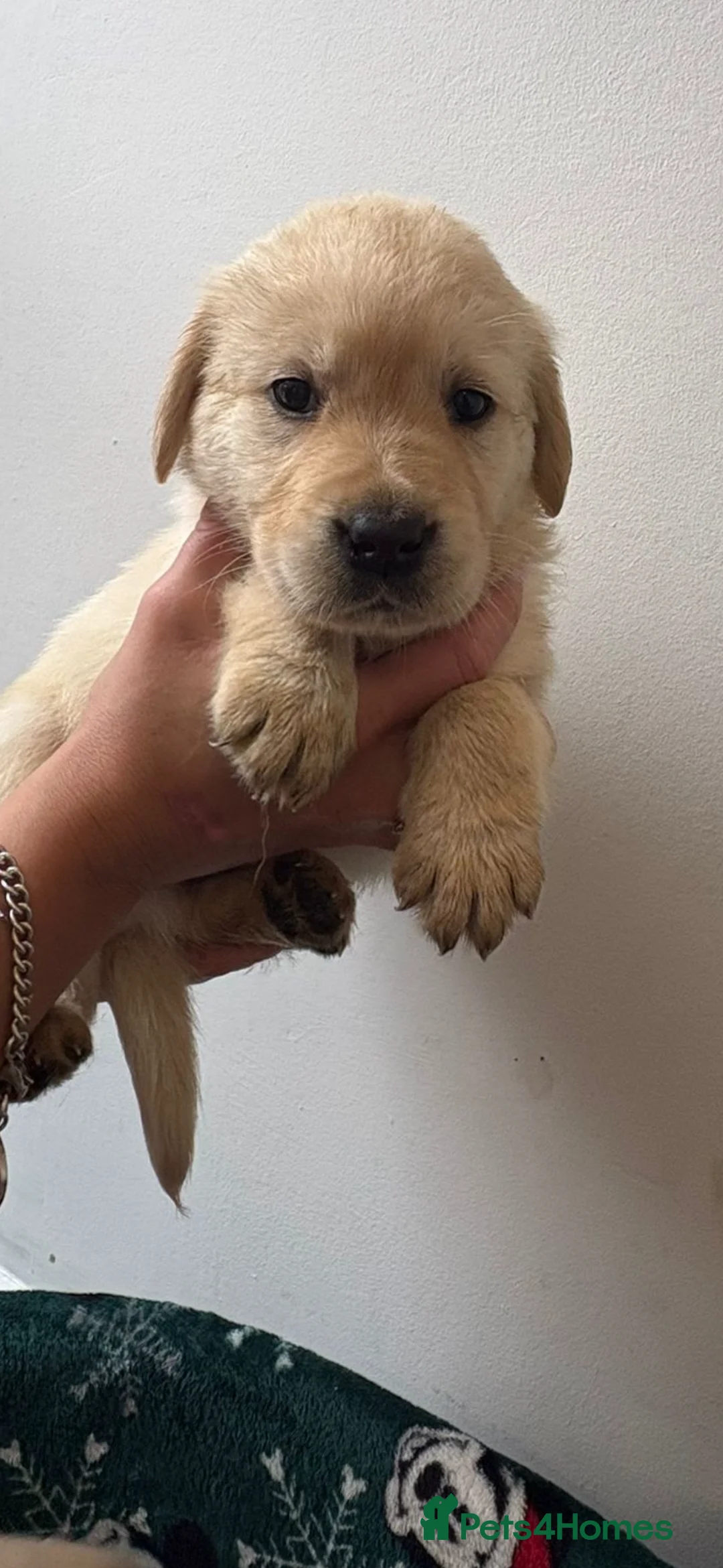 Labrador Retriever dogs for sale: Labrador pups - Advert 21