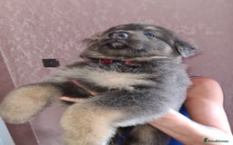 German Shepherd dogs for stud: Blue German shepherd PROVEN  - Image 21