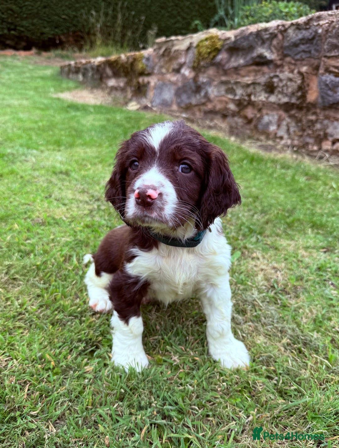 English Springer Spaniel dogs for sale: Springer spaniel pups  - Image 10