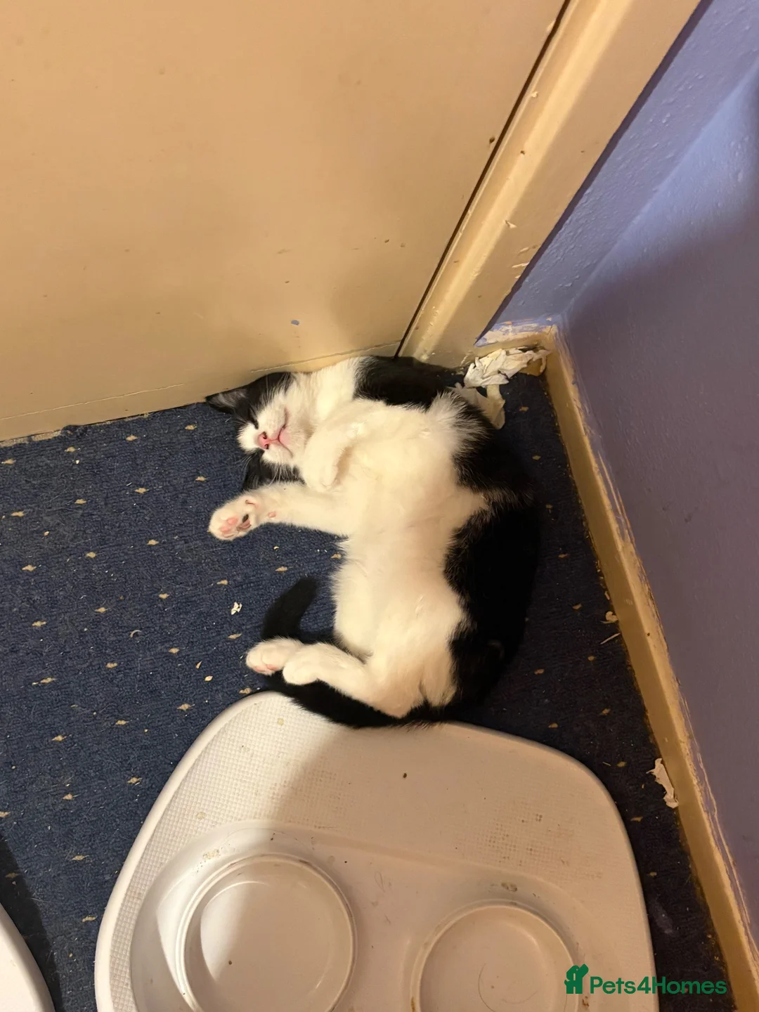 British Shorthair cats for sale: gorgeous tortoiseshell and kitten available  in Telford - Advert 5