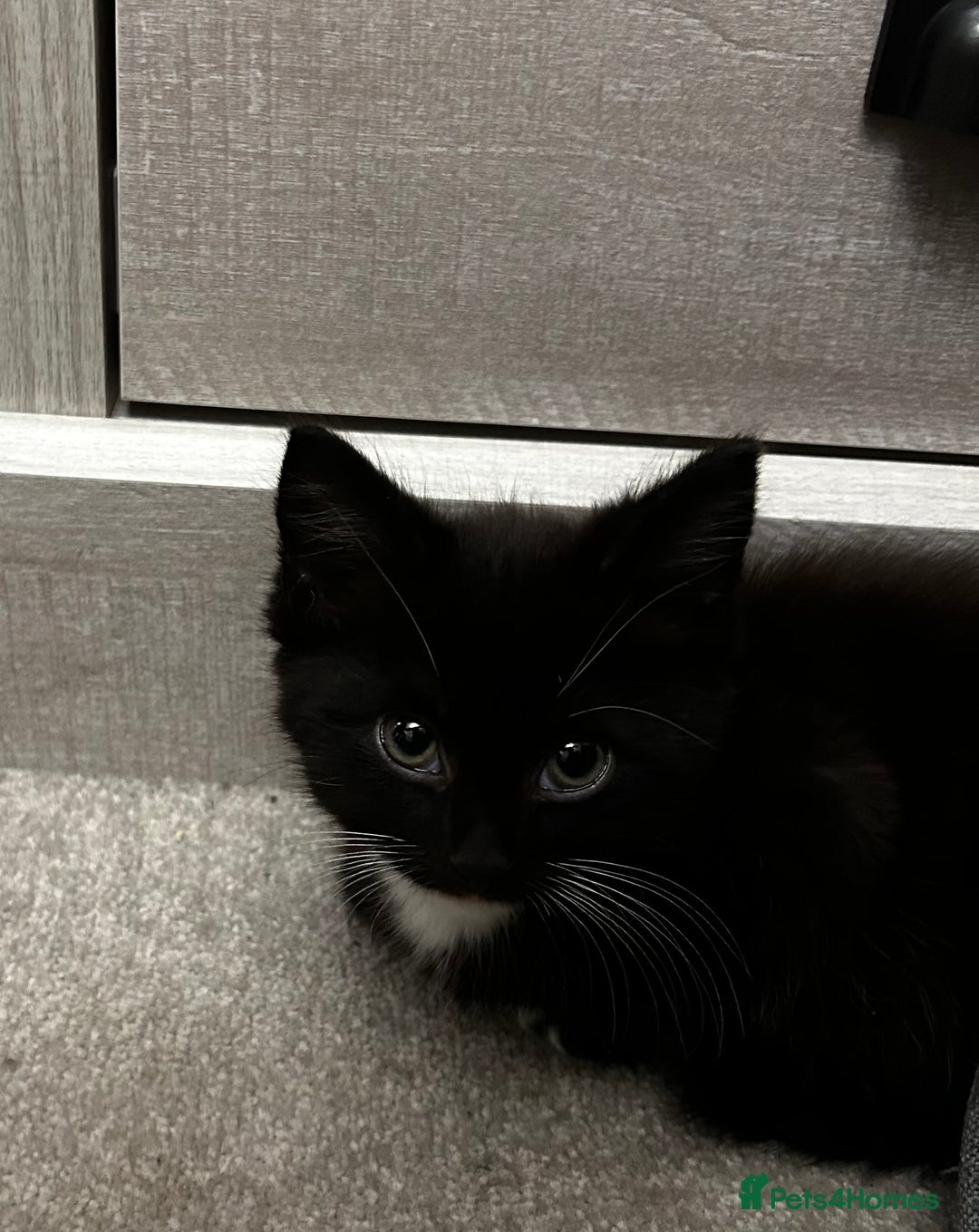 Mixed Breed cats for sale: Cute male kitten - Advert 1