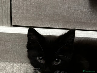 Mixed Breed cats Cute male kitten - Advert 1