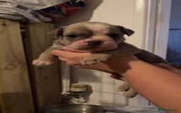 Mixed Breed dogs for sale: Gorgeous litter of puppy’s  - Image 1