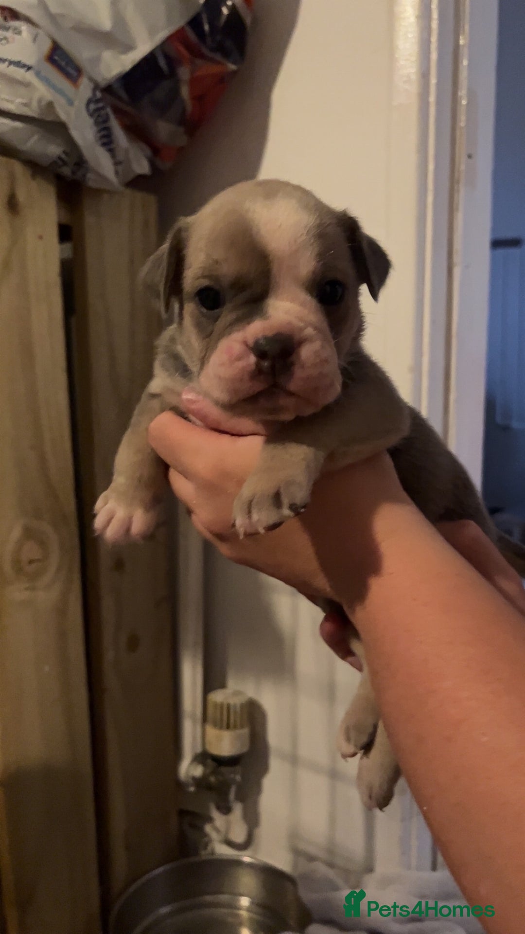 Mixed Breed dogs for sale: Gorgeous litter of puppy’s  - Image 1