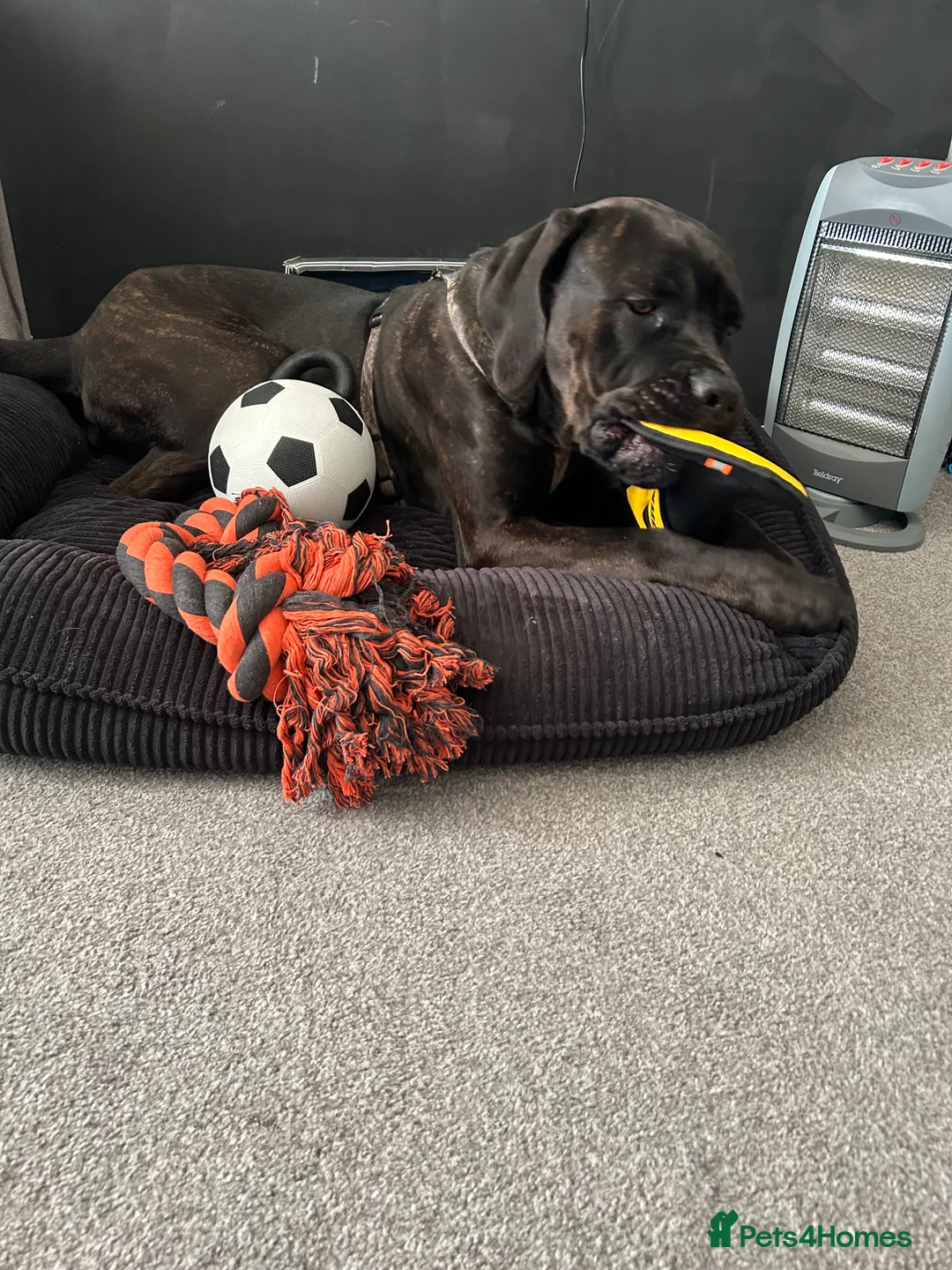 Cane Corso dogs for sale: Diesel  - Advert 1