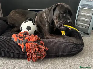 Cane Corso dogs Diesel - Advert 4