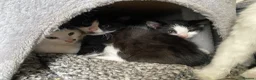 Mixed Breed cats for sale: Lovely kittens ready for new homes - Advert 2
