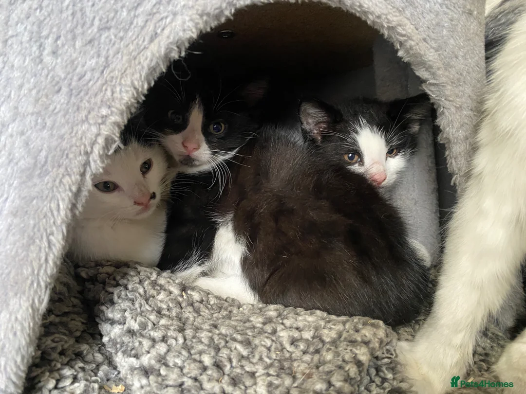 Mixed Breed cats for sale: Lovely kittens ready for new homes - Advert 2