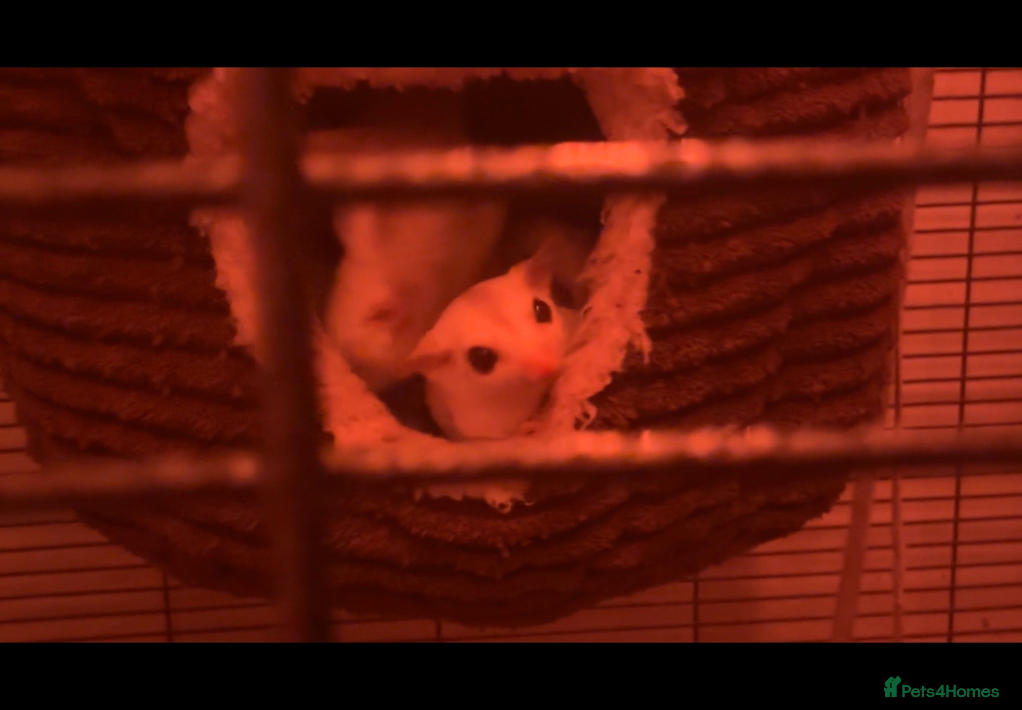 Sugar Glider rodents Various baby and adult sugar gliders  - Advert 1