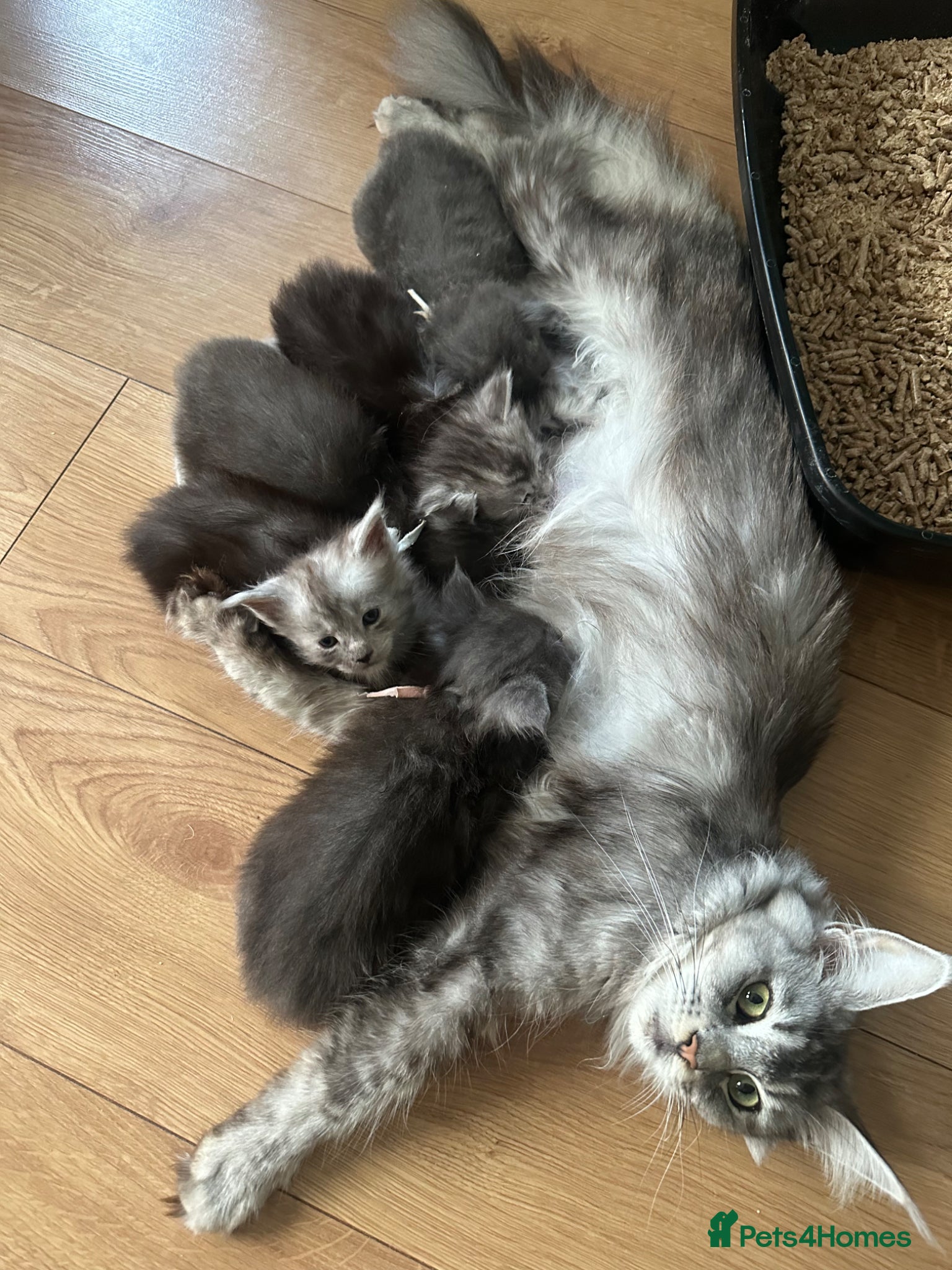 Maine Coon cats for sale: 5 beautiful Maine coon kittens - Advert 11