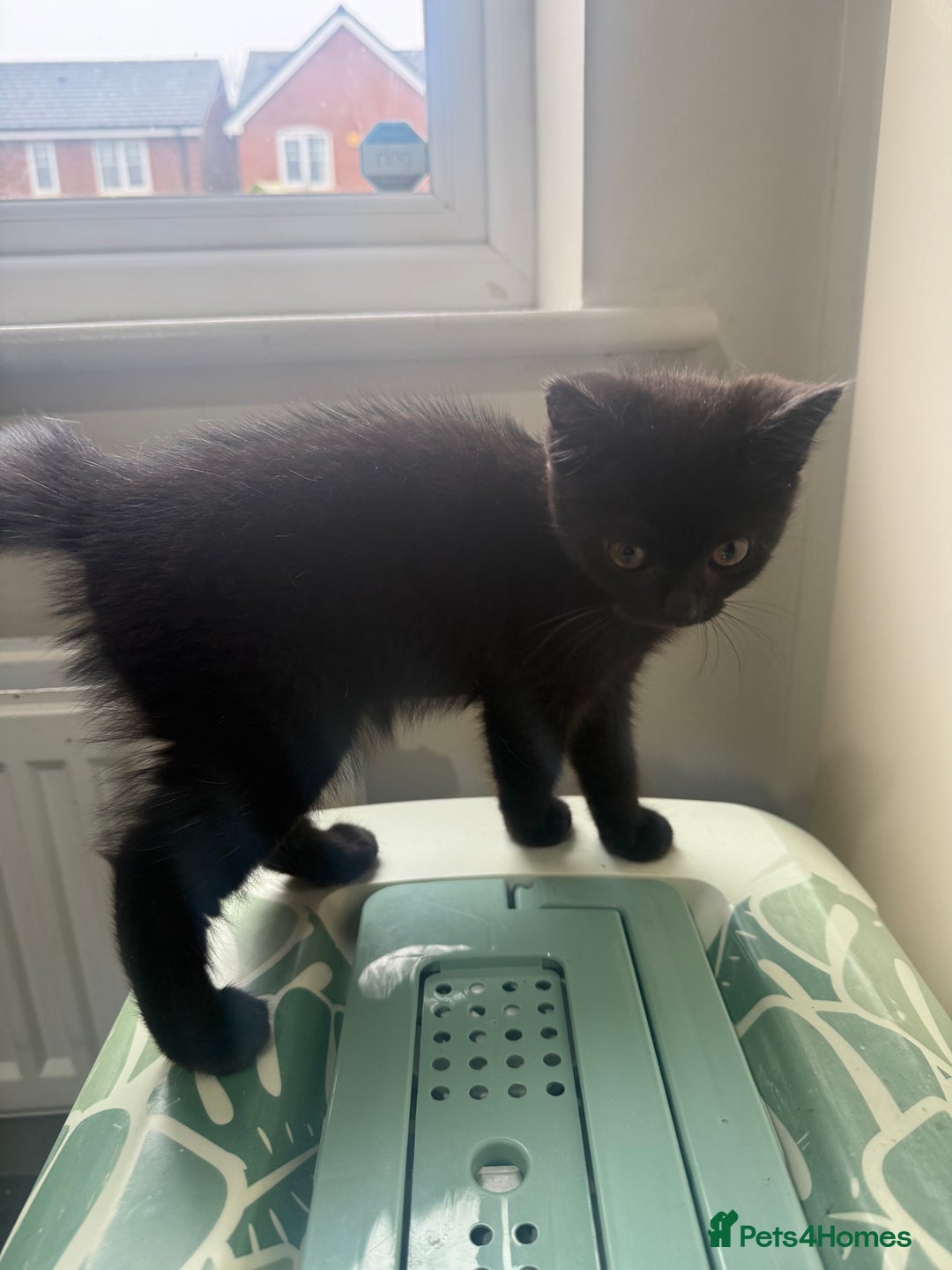 Mixed Breed cats for sale: 3 beautiful black domestic kittens £30 each - Advert 3