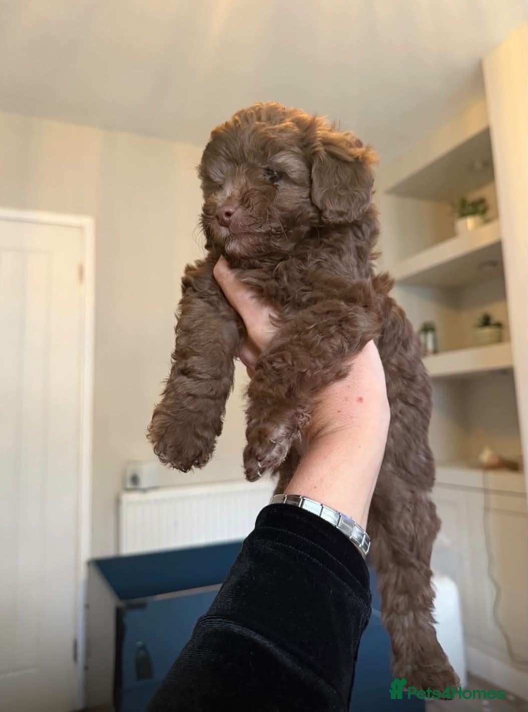 Cockapoo dogs Beautiful ToyF1BB - Advert 1