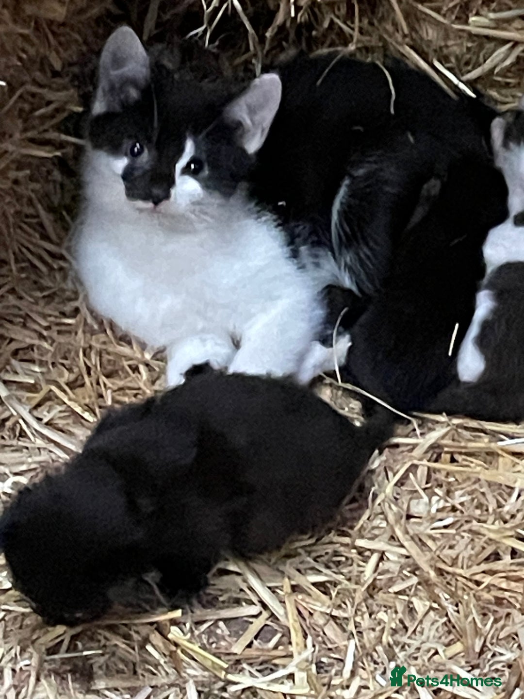 Mixed Breed cats for sale: Black/ black & white kittens Lancaster / Bentham - Image 3