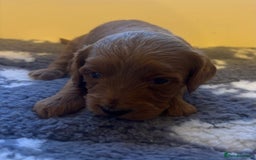 Cockapoo dogs for sale: Stunning F1 Cockapoos from H/Tested KC Parents!! - Image 24